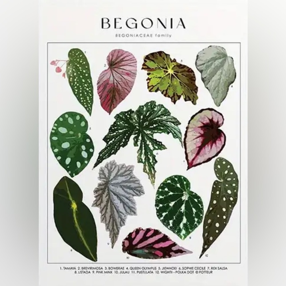 16x24 Botanical Begonia Plant Varieties Leaf Identification Art Print New